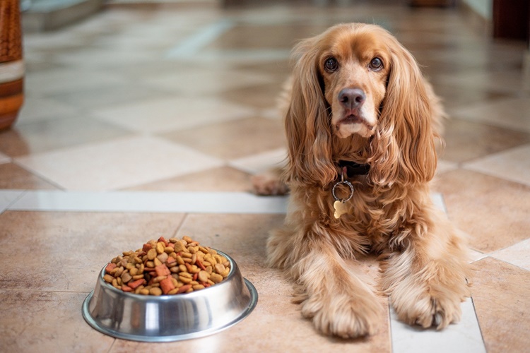 Rüyada Köpek Maması Görmek Ne Anlama Gelir?