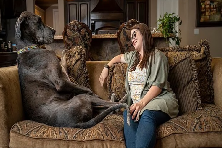 Rüyada Köpek Öpmek Ne Anlama Gelir?