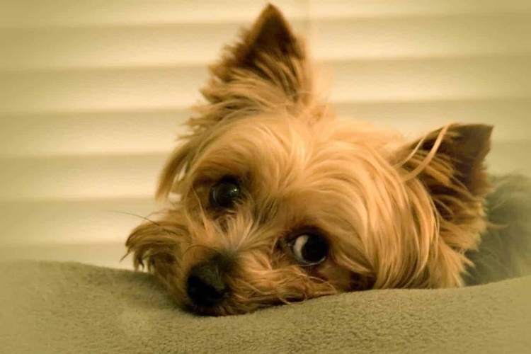 Rüyada Köpek Parçalaması Görmek Ne Anlama Gelir?