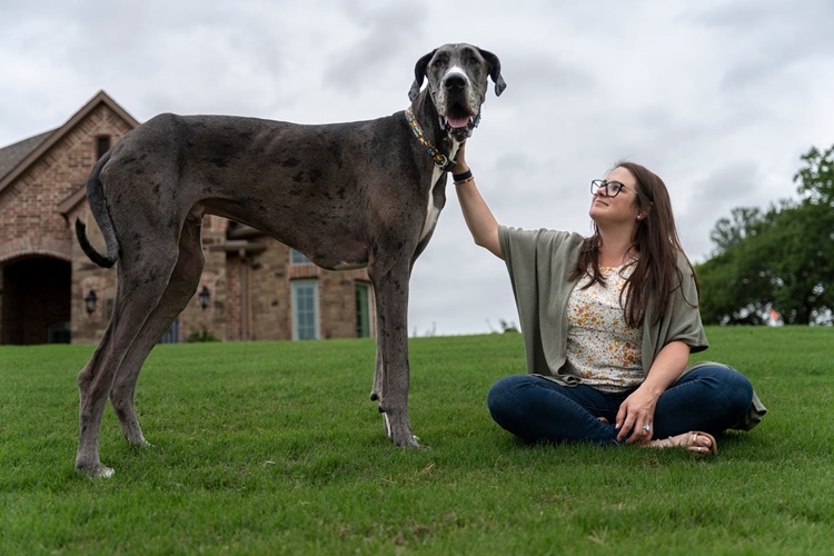 Rüyada Köpek Sahiplenmek Ne Anlama Gelir?