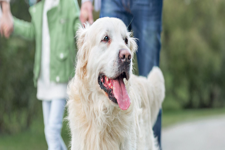 Rüyada Köpek Sevmek Ne Anlama Gelir?