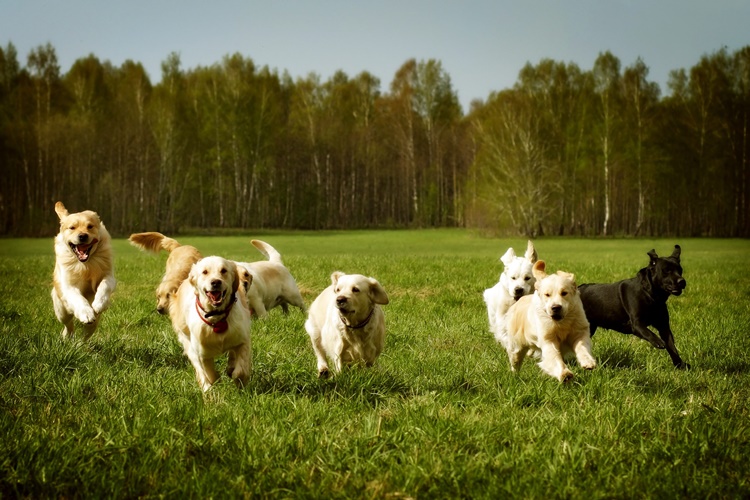 Rüyada Köpek Sürüsü Görmek Ne Anlama Gelir?