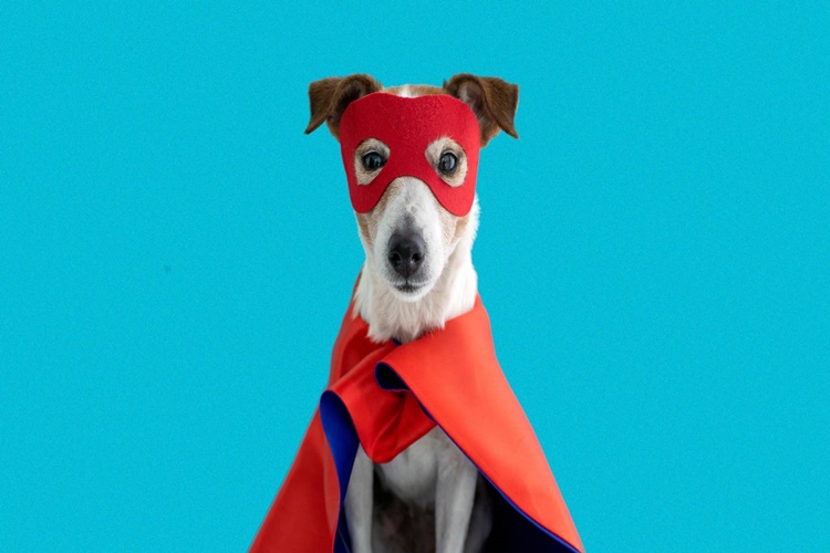 Rüyada Köpek Yanması Ne Anlama Gelir? - Güncel Oku