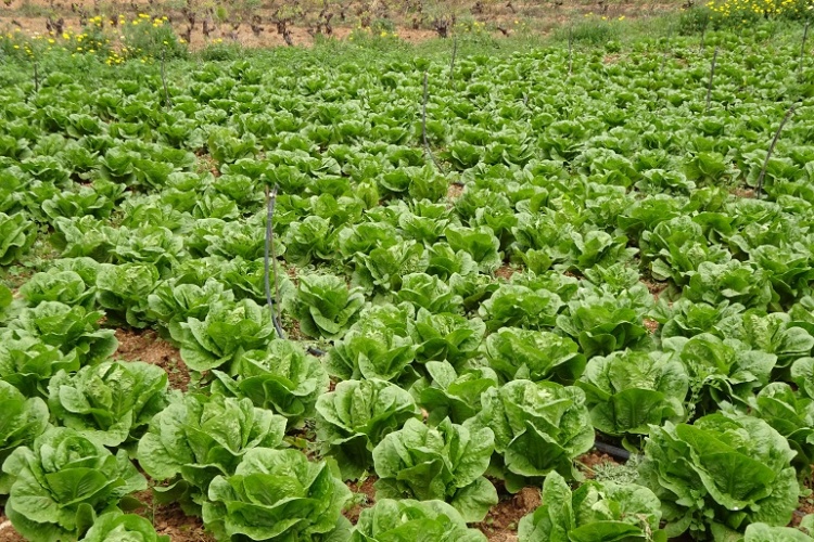 Rüyada Marul Aldığını Görmek Ne Anlama Gelir?