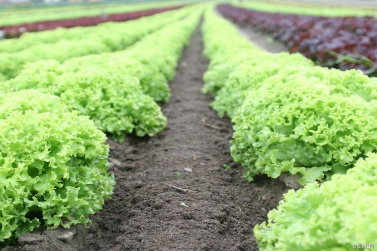 Rüyada Marul Salatası Yapmak Ne Anlama Gelir?
