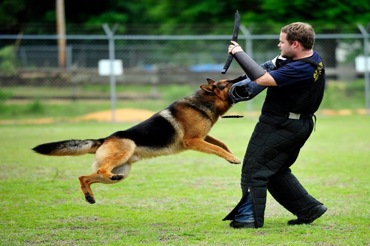 Rüyada Polis Köpeği Görmek Ne Anlama Gelir? - Güncel Oku