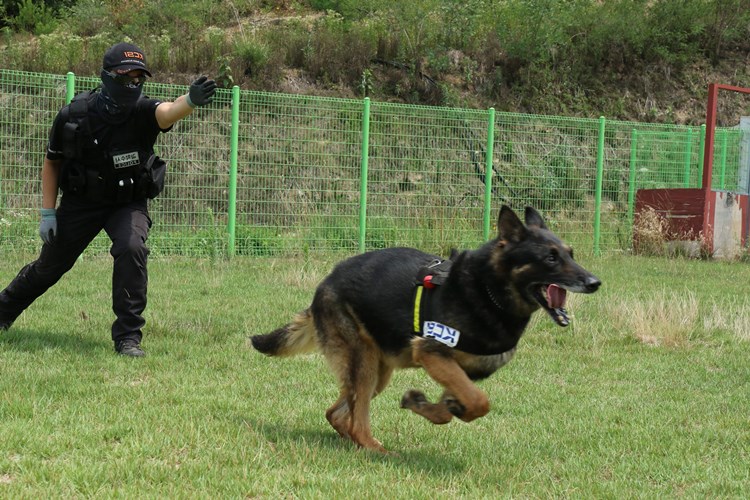 Rüyada Polis Köpeği Isırması Ne Anlama Gelir?