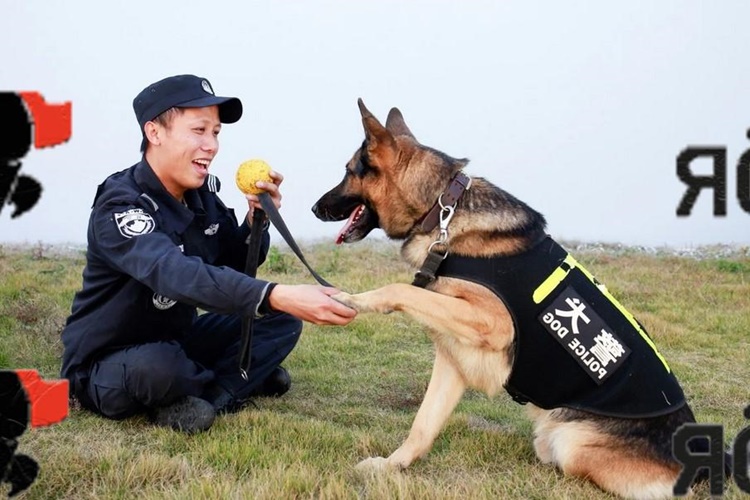 Rüyada Polis Ve Polis Köpeği Görmek Ne Anlama Gelir? - Güncel Oku