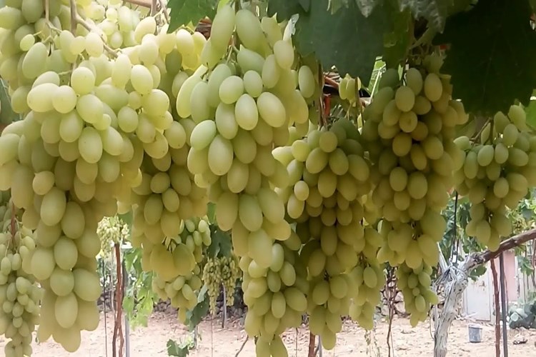Rüyada Üzüm Bağından Üzüm Yemek Ne Anlama Gelir?