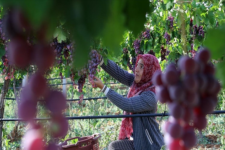 Rüyada Üzüm Çalıp Yemek Ne Anlama Gelir?