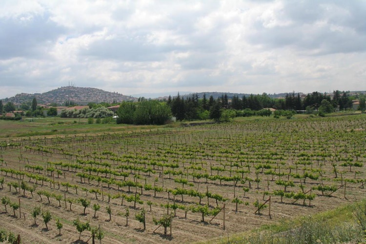 Rüyada Üzüm Fidanı Dikmek Ne Anlama Gelir?