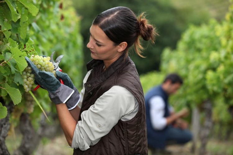 Rüyada Üzüm Kesmek Ne Anlama Gelir?