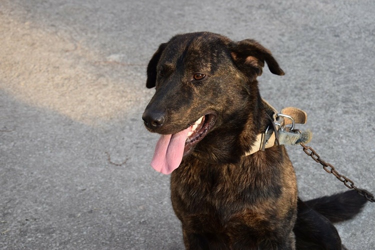 Rüyada Zincire Bağlı Köpek Görmek Ne Anlama Gelir?