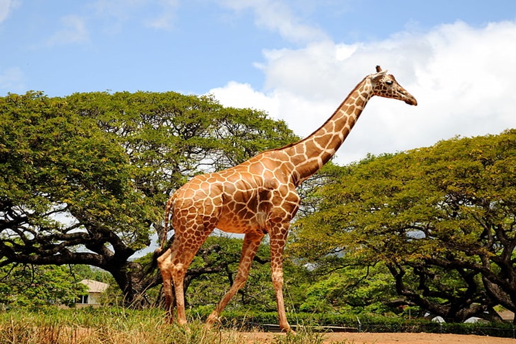 Rüyada Zürafa İle Kavga Etmek Ne Anlama Gelir? - Güncel Oku