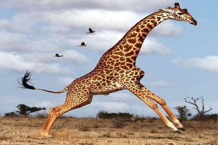 Rüyada Zürafaya Dönüşmek Ne Anlama Gelir? - Güncel Oku