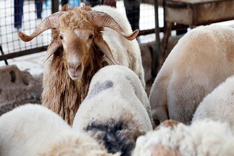 Şafi Mezhebine Göre Adak Kurbanını Kimler Yiyemez?