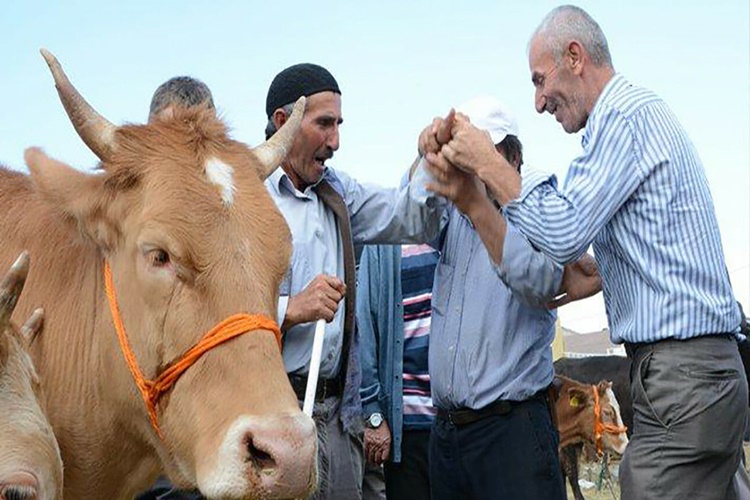 Şafilerde Kurban Eti Nasıl Dağıtılır?