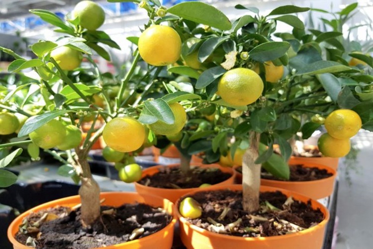 Saksıda Limon Ağacı Bakımı Nasıl Yapılır?