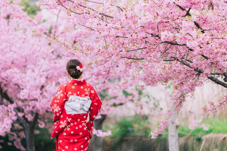 Sakura Ağacı Türkiye’de Yetişir Mi?