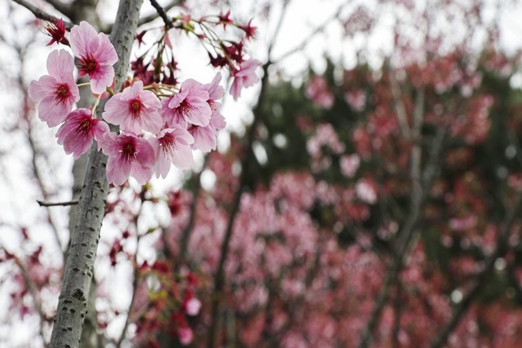 Sakura Türkiye’de Yetişir Mi?