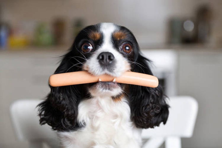 Salam Ve Sucuk Köpeklere Zararlı Mı?