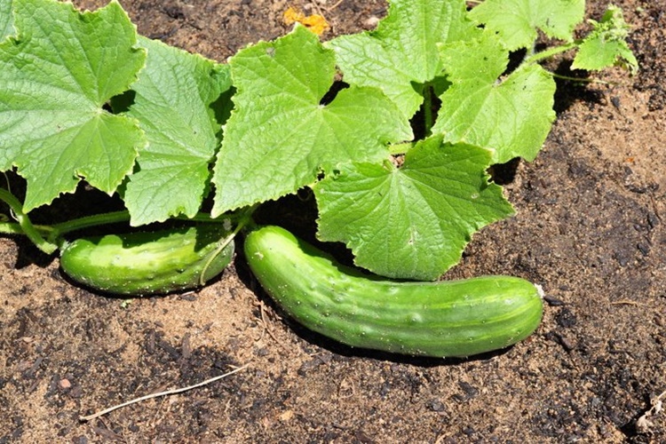 Salatalık Fidesi Budanır Mı?