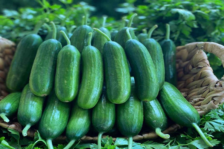 Salatalık Kabuğu Cilde Nasıl Uygulanır?