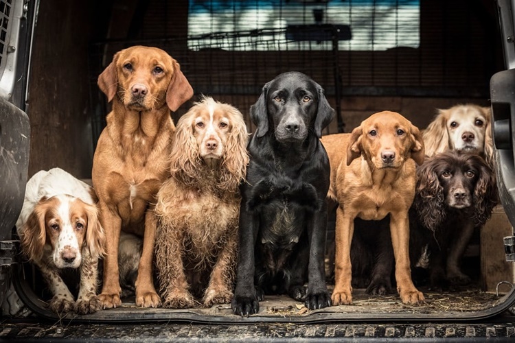Salatalık Köpeklere Zararlı Mı?