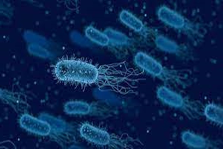 Salmonella İnsana Bulaşır Mı?