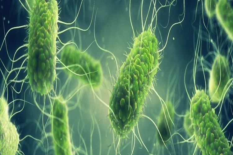 Salmonella Insandan Insana Bulaşır Mı?
