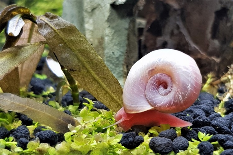 Salyangoz Nasıl Yok Edilir?