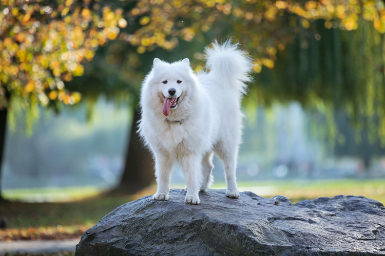 Samoyed Köpek Fiyatı 2023 Ne Kadar?