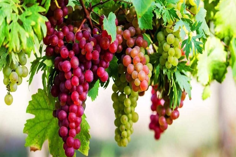 Şaraplık Üzüm Ne Zaman Toplanır?