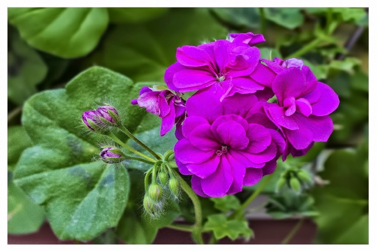 Sardunya Neden Kurur G ncel Oku Sardunya Neden Kurur G ncel Oku