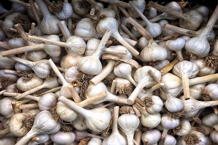 Sarımsak Buzdolabında Bozulur Mu?