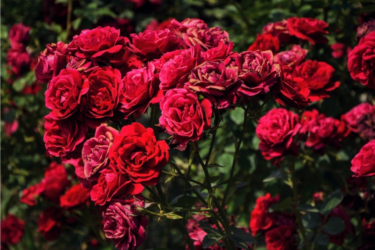 Sarmaşık Gül Ne Zaman Budanır?