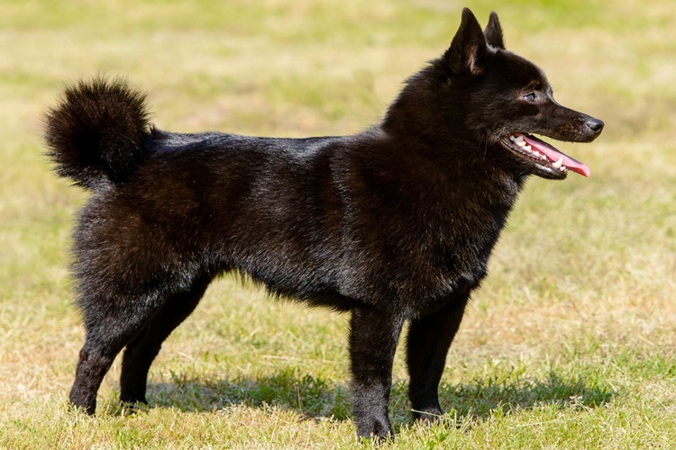 Schipperke Köpek Irkı Bakımı Nasıldır?