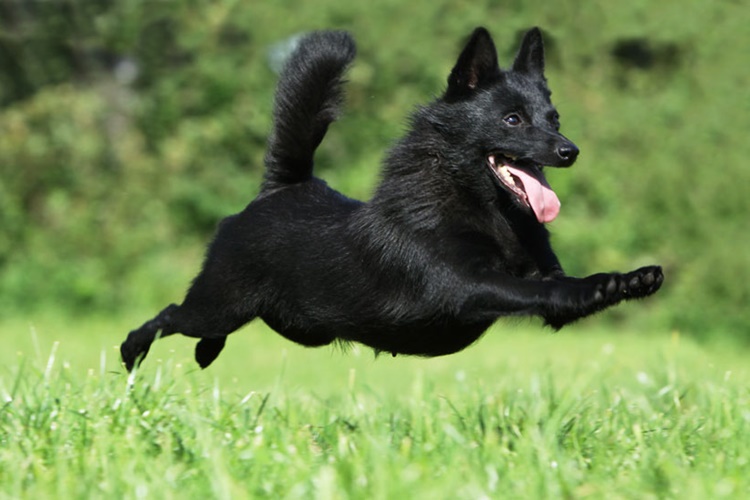 Schipperke Köpek Irkı Çiftleşir mi?
