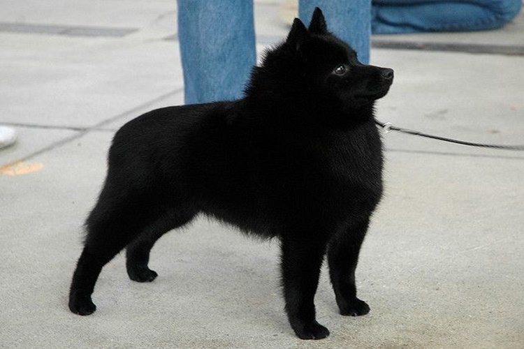 Schipperke Köpek Irkı Fiyatları Nedir?