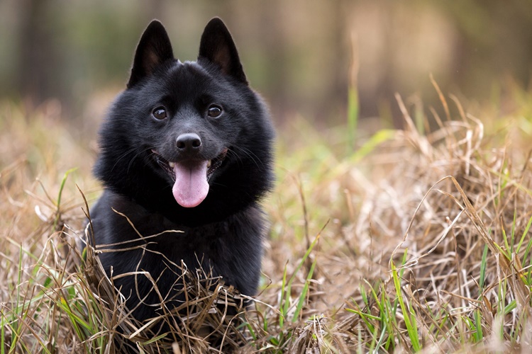 Schipperke Köpek Irkı Hastalığı Var mıdır?