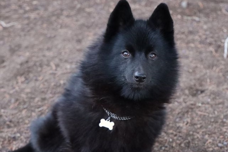 Schipperke Köpek Irkı Özellikleri Nelerdir?