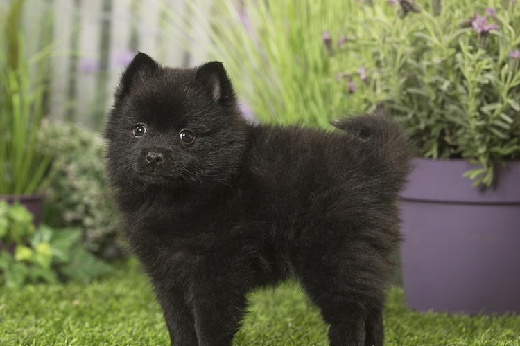 Schipperke Köpek Irkı Yasak mı?