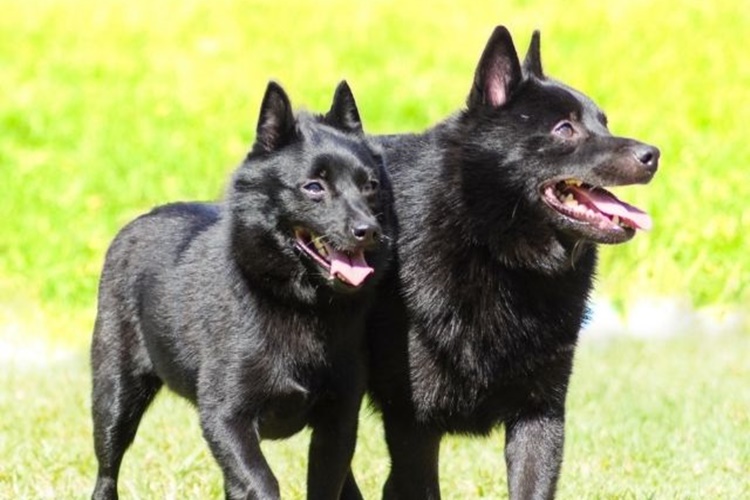 Schipperke Köpek Irkının Boyutu Nedir?