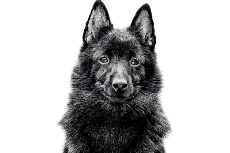 Schipperke Köpek Irkının Cinsleri Nelerdir?