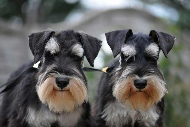 Schnauzer Köpek Fiyatı 2023 Ne Kadar?