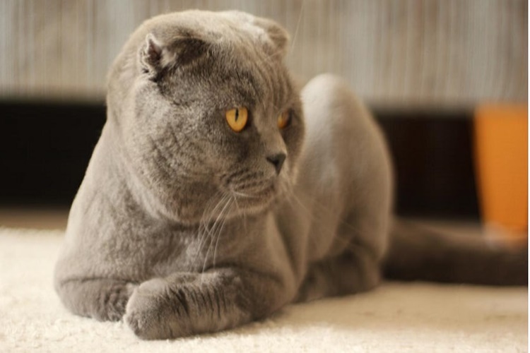 Scottish Fold Aşıları Nelerdir?
