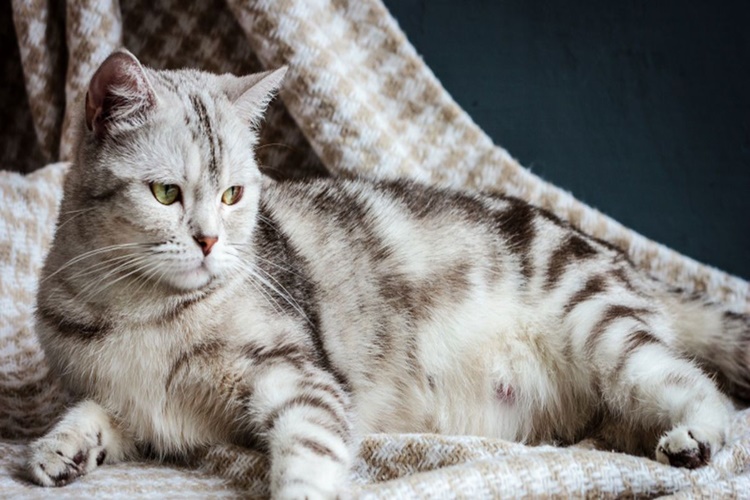  Scottish Fold Gebelik Süresi Ne Kadar?