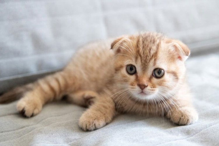 Scottish Fold Hasta Olduğu Nasıl Anlaşılır?