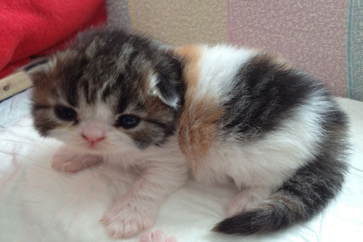 Scottish Fold İlk Doğumda Kaç Yavru Doğurur?