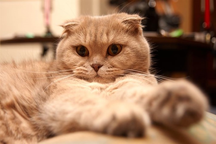 Scottish Fold Kedi Üretimi Yasaklanmalı Mı?